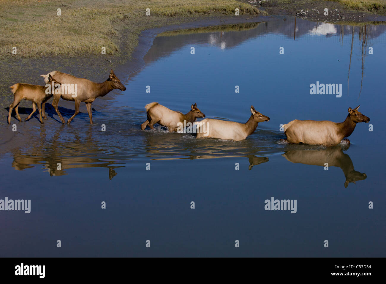 Elch Kühe und Kälber überqueren Sie einen Teich im Alaska Wildlife Conservation Center in der Nähe von Portage, Yunan Alaska, Herbst. IN GEFANGENSCHAFT Stockfoto