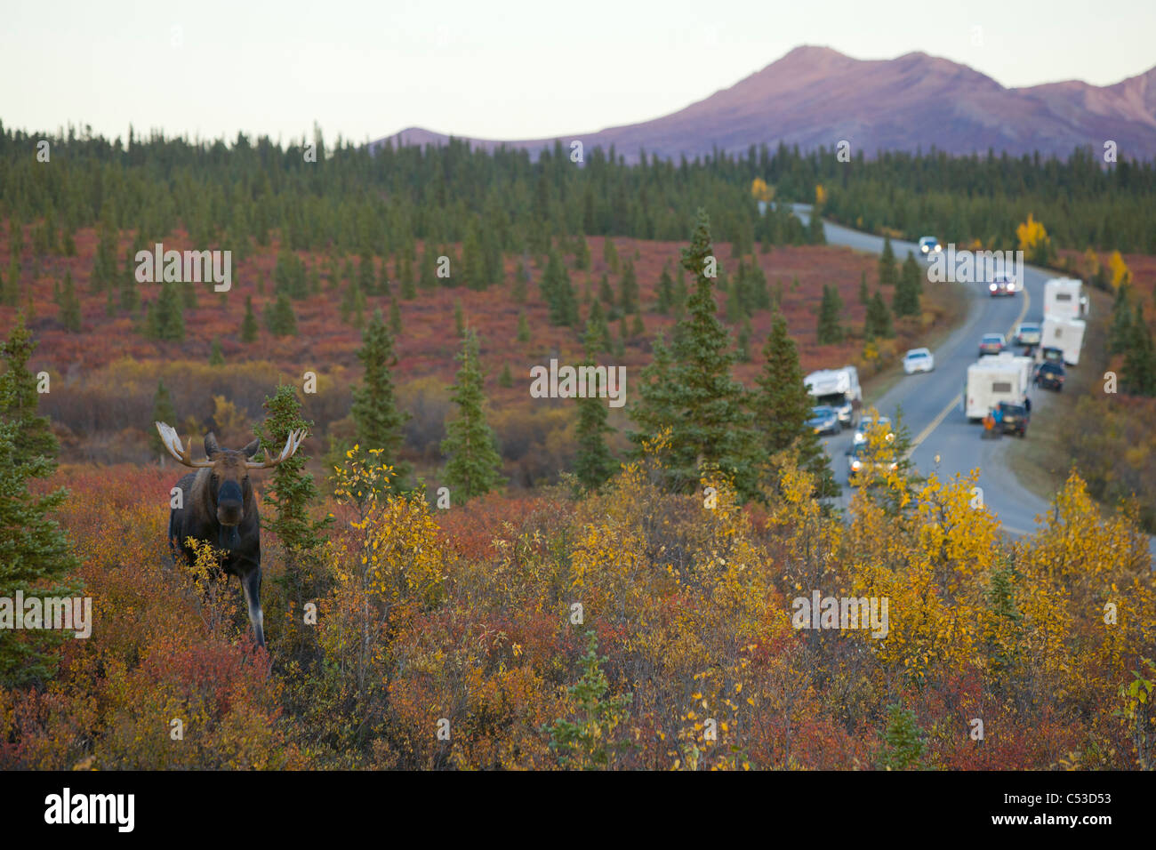 Elch geht im Herbst farbige Pinsel im Denali National Park während Autos und Wohnmobile fotografieren aus dem Park Road, Alaska Stockfoto