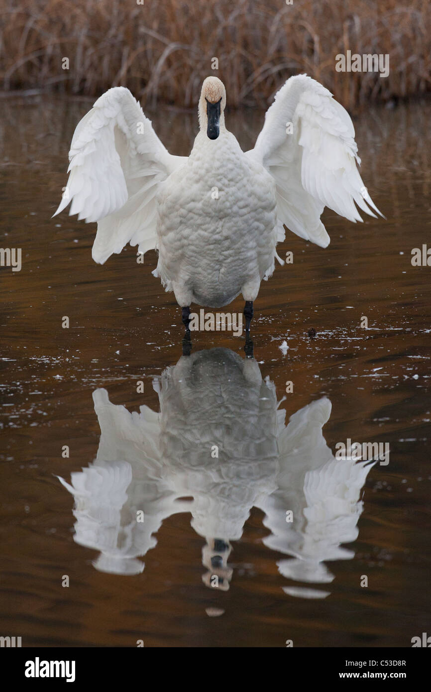 Trompeter Schwan Flügeln es mit Reflexion sichtbar in Potter Marsh, Anchorage, Yunan Alaska, Herbst Stockfoto