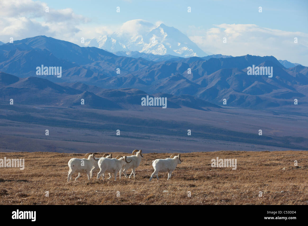 Band Dallschafe RAM stehen und grasen auf einer hohen Bergwiese mit Mt. McKinley im Hintergrund, Alaska Interior Stockfoto
