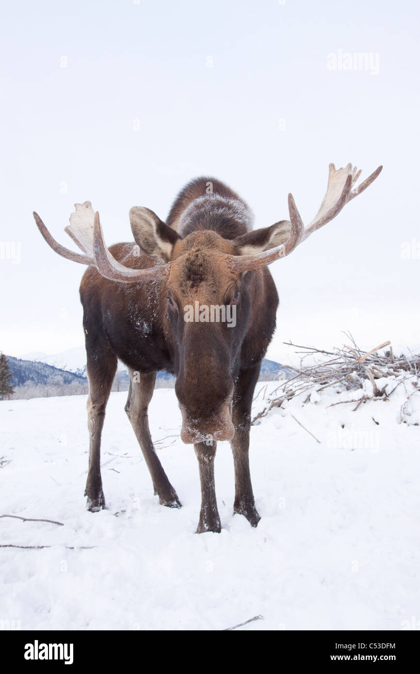 Erwachsenen Stier Elch stehend auf schneebedeckter Boden, Alaska Wildlife Conservation Center, Yunan Alaska, Winter. IN GEFANGENSCHAFT Stockfoto