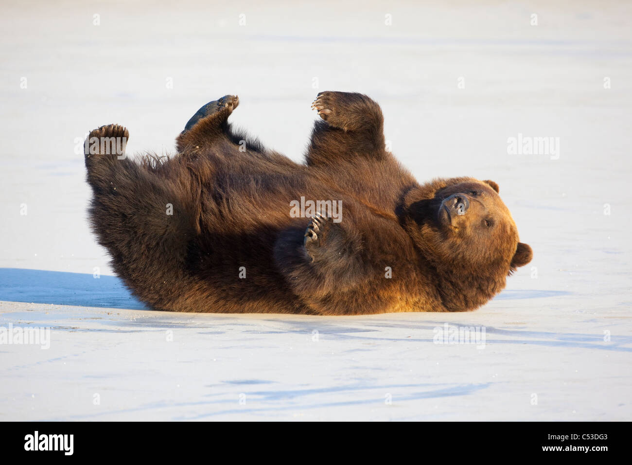 Erwachsene Braunbär Rollen auf dem Rücken in den Schnee im Alaska Wildlife Conservation Center, Portage, Alaska, in Gefangenschaft Stockfoto