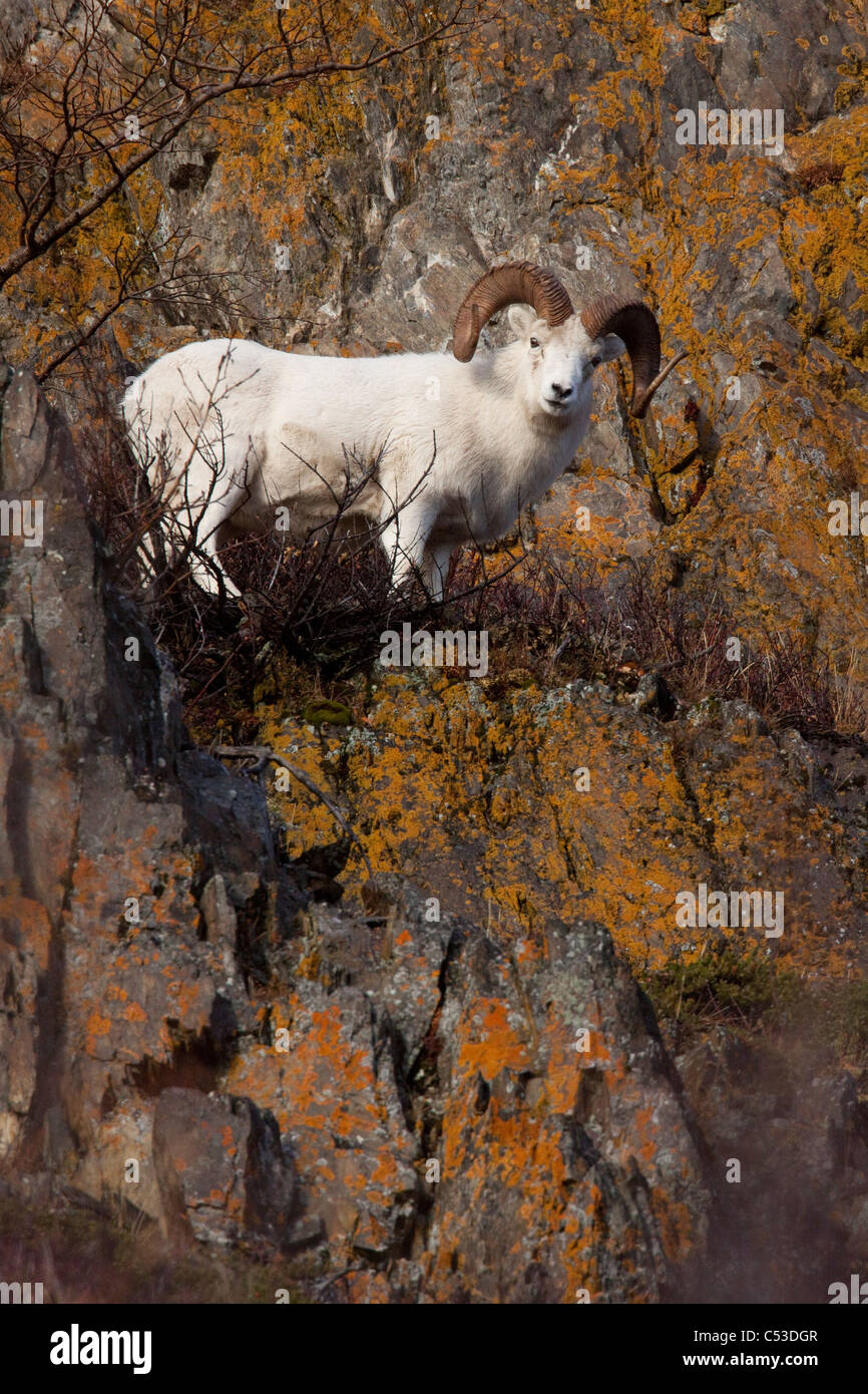 Dall Schafe Ram steht auf einer Felswand, umgeben von bunten Laub, in der Nähe von Windy Point, Yunan Alaska, Herbst Stockfoto