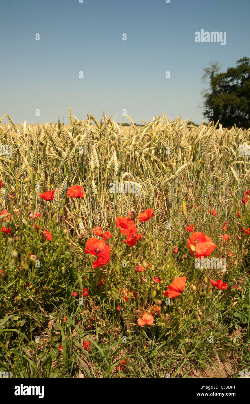 Weizenfeld mit Mohnblumen am Rand Stockfoto