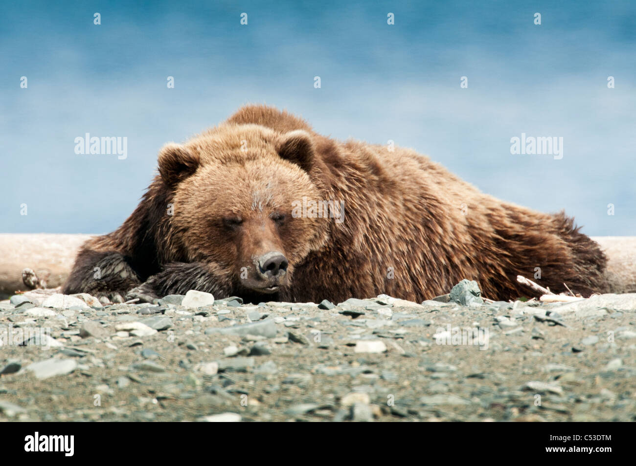 Braune Bären schlafen am Strand von Kamishak Bay, McNeil River State Game Sanctuary, Südwest-Alaska, Sommer Stockfoto