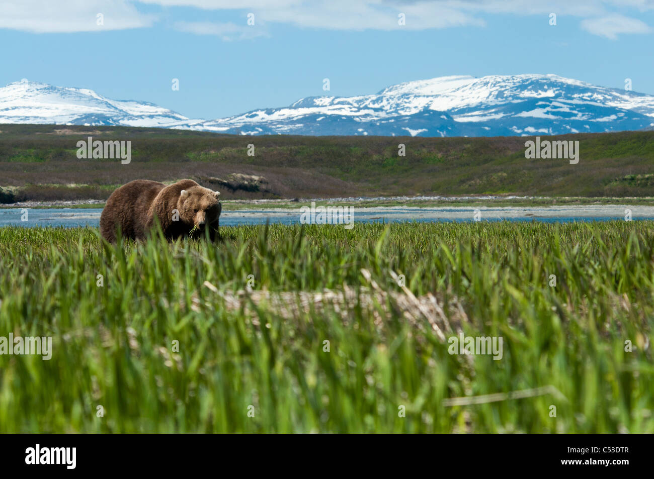 Braunbär ernähren sich von Segge Rasen am McNeil River State Game Sanctuary, Südwest-Alaska, Sommer Stockfoto