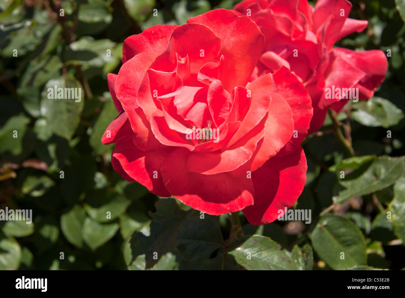 Rote Rose und Biene, umgeben von grünen Blättern Stockfoto