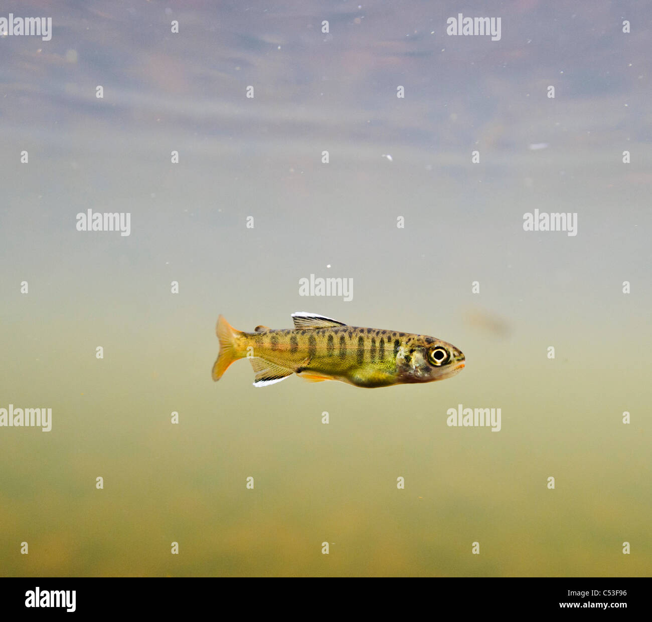 Unterwasser-Blick von einer kürzlich aufgetauchten Coho Lachs Braten Aufzucht in 18-Mile Creek, Copper River Delta, Alaska. Stockfoto