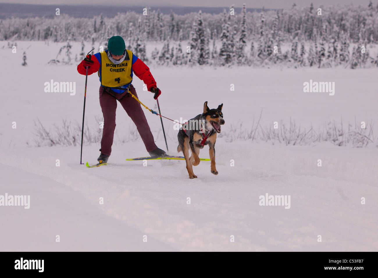 Skijor Wettbewerber in einem Montana Creek Skijöring Event, Yunan Alaska Winter racing Stockfoto