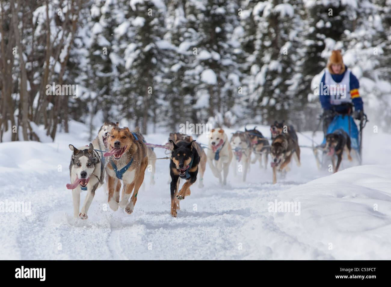 Courney Moore und mushing während des 2010 Fur Rondy Sled Dog Meisterschaften, Anchorage, Yunan Alaskas, Winter-team Stockfoto