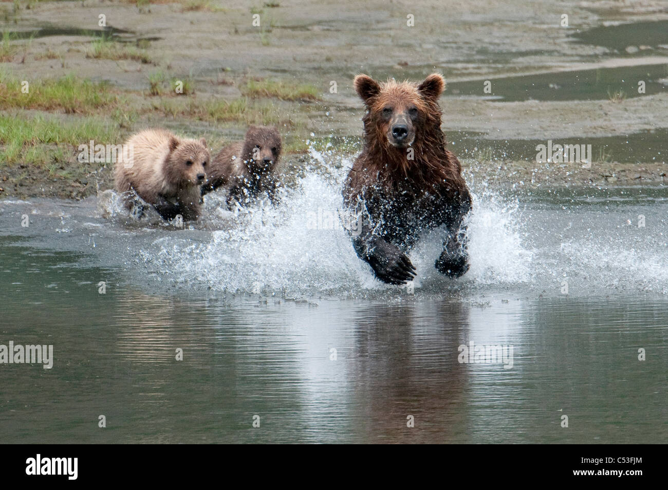 Braunbär Sau jagt Lachse beobachten ihre jungen vom Strand, Chinitna Bay, Lake Clark National Park, Südwest-Alaska Stockfoto