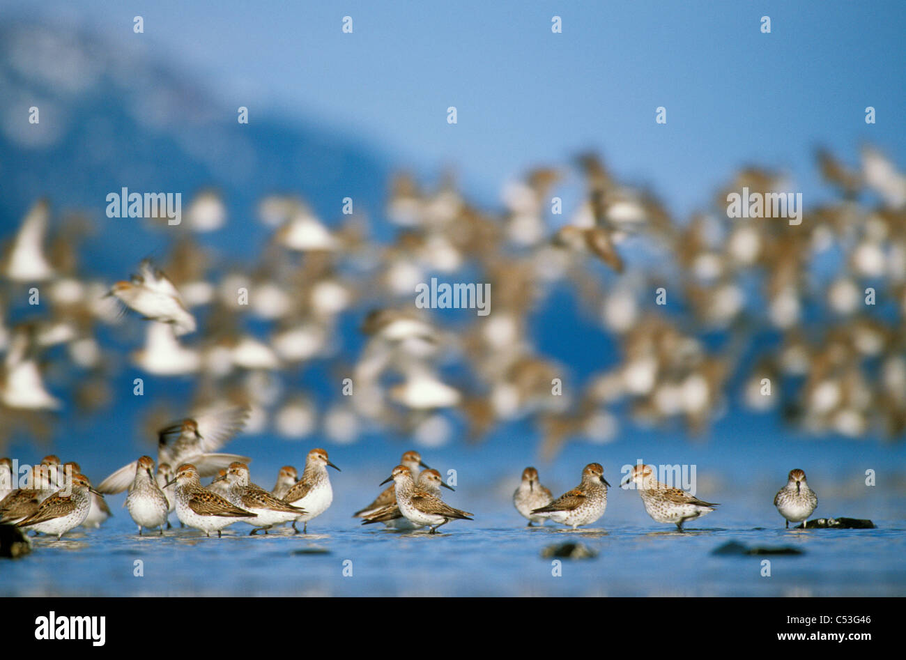 Shorebird Herde (meist westlichen Sandpipers und Alpenstrandläufer) während Frühling Migration, Copper River Delta, Yunan Alaska Stockfoto