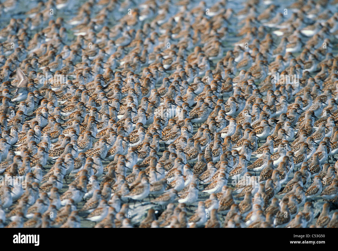 Große Herde von Western Strandläufer auf das Wattenmeer der Copper River Delta, Yunan Alaska, Feder Stockfoto