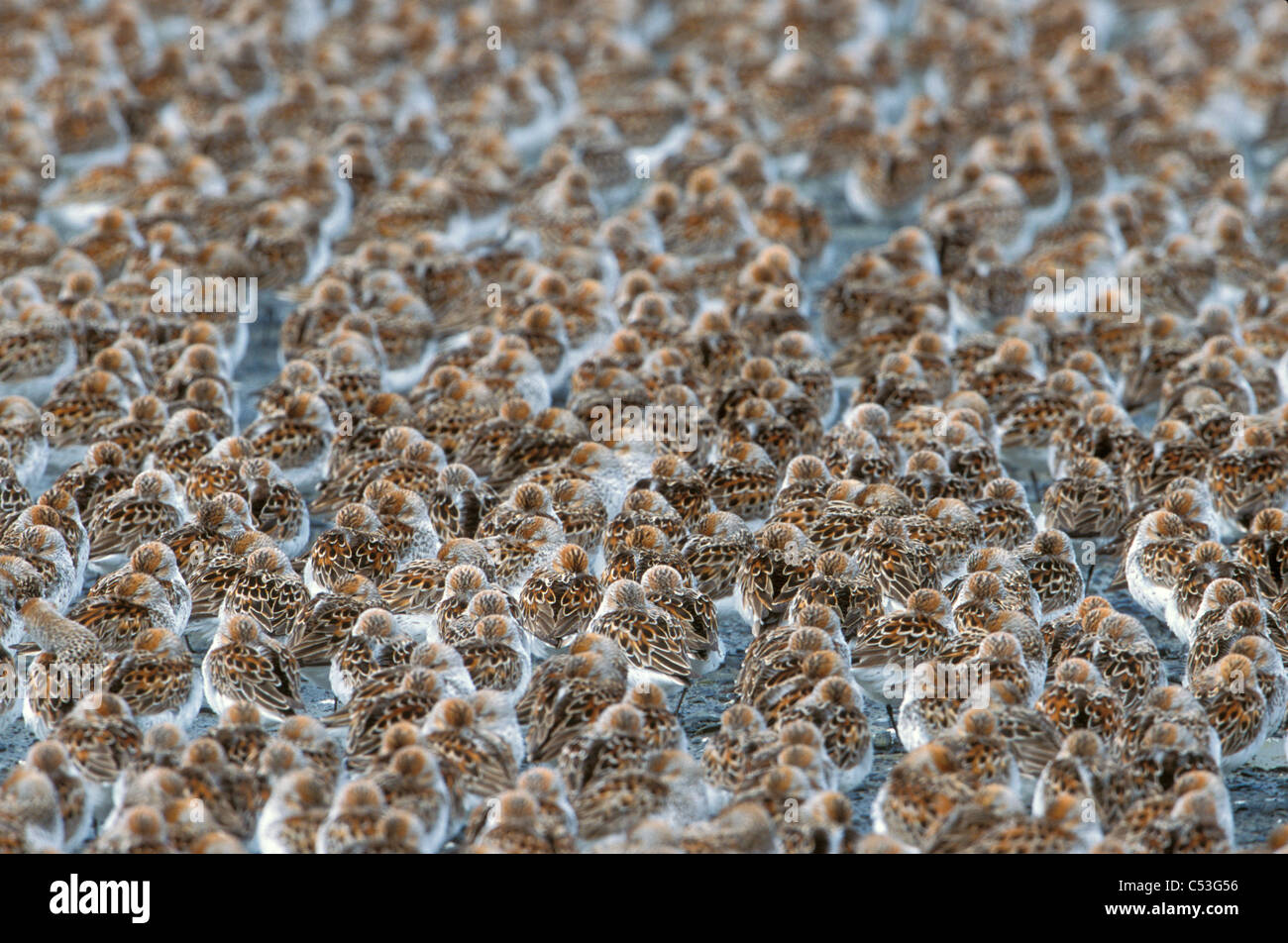 Große Herde von Western Strandläufer auf das Wattenmeer der Copper River Delta, Yunan Alaska, Feder Stockfoto