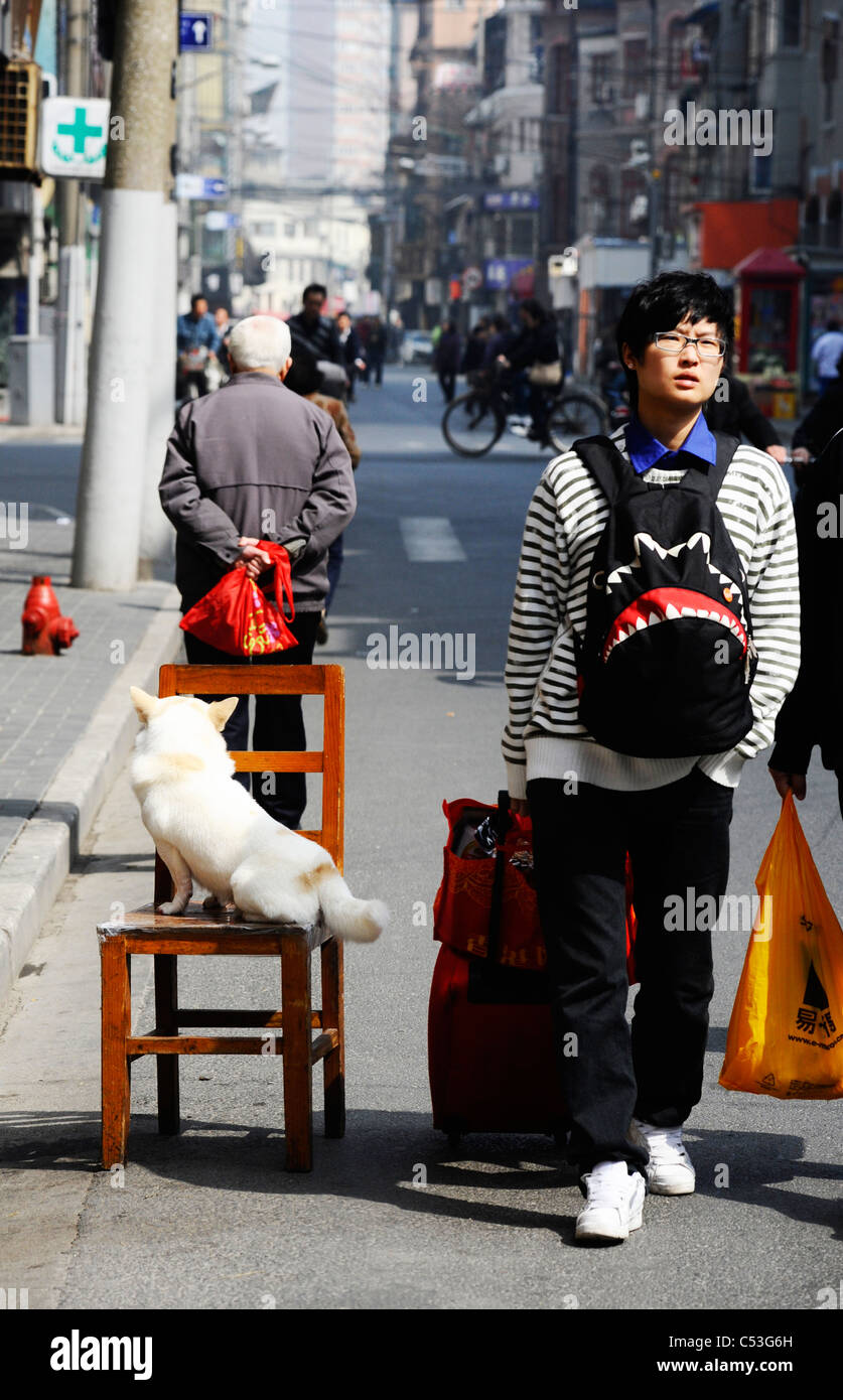 Eine zufällige Hund stehend auf einem Stuhl in Shanghai Stockfoto