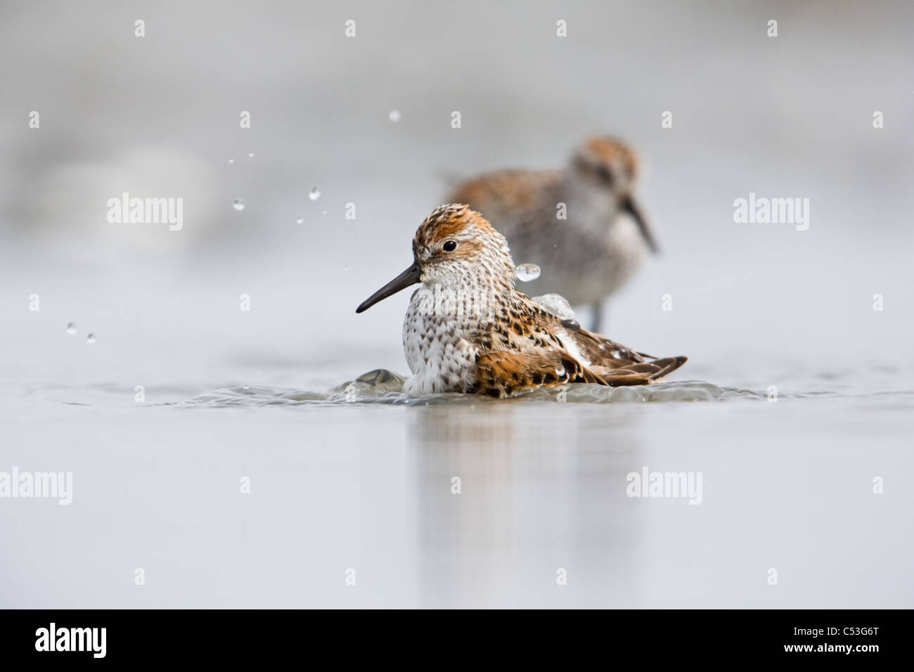 Western Sandpipers Baden in Hartney Bucht während Frühling Migration, Copper River Delta, Yunan Alaska Stockfoto