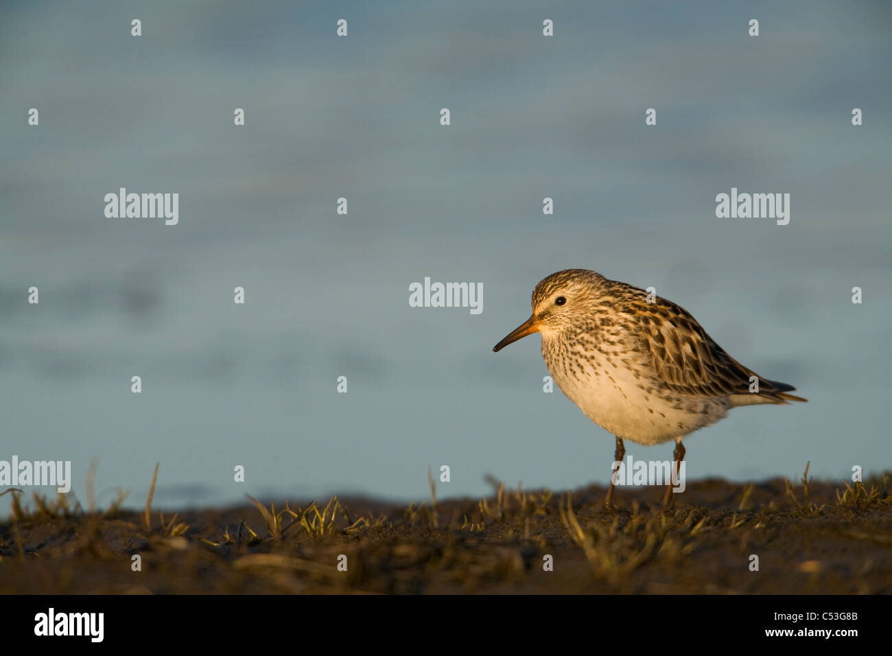 Weißes-rumped Sandpiper stehend auf Tundra Alaskas Arktis Küstenebene, NPR, Stockfoto