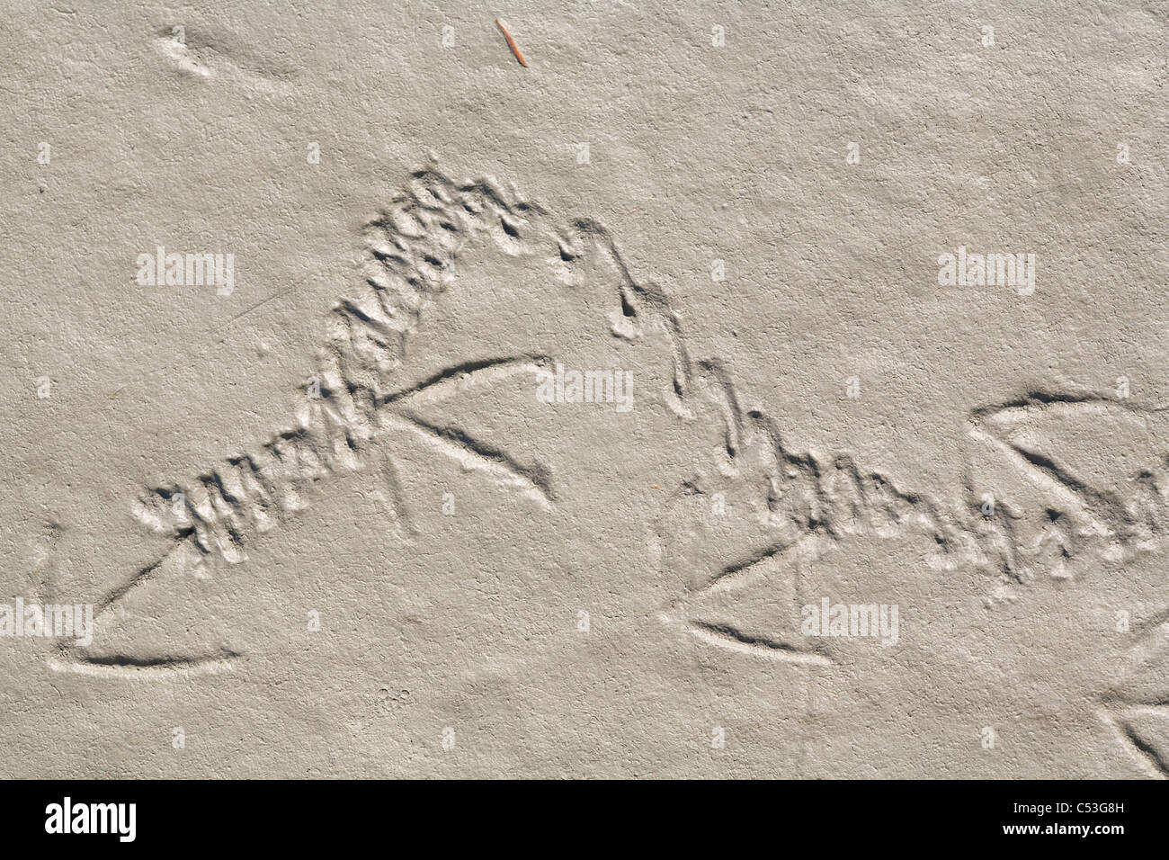 Ente Spuren und Markierungen auf Watten Hartney Bucht während Frühling Migration, Copper River Delta, Yunan Alaska Sonde Stockfoto