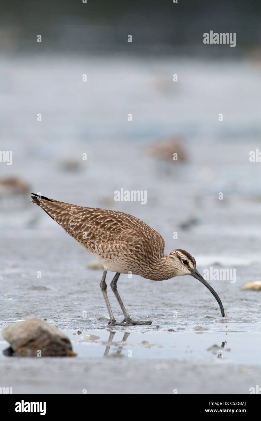 Regenbrachvogel sucht nach Nahrung im Wattenmeer, Hartney Bay, Cordova, Prinz-William-Sund, Yunan Alaska, Frühling Stockfoto