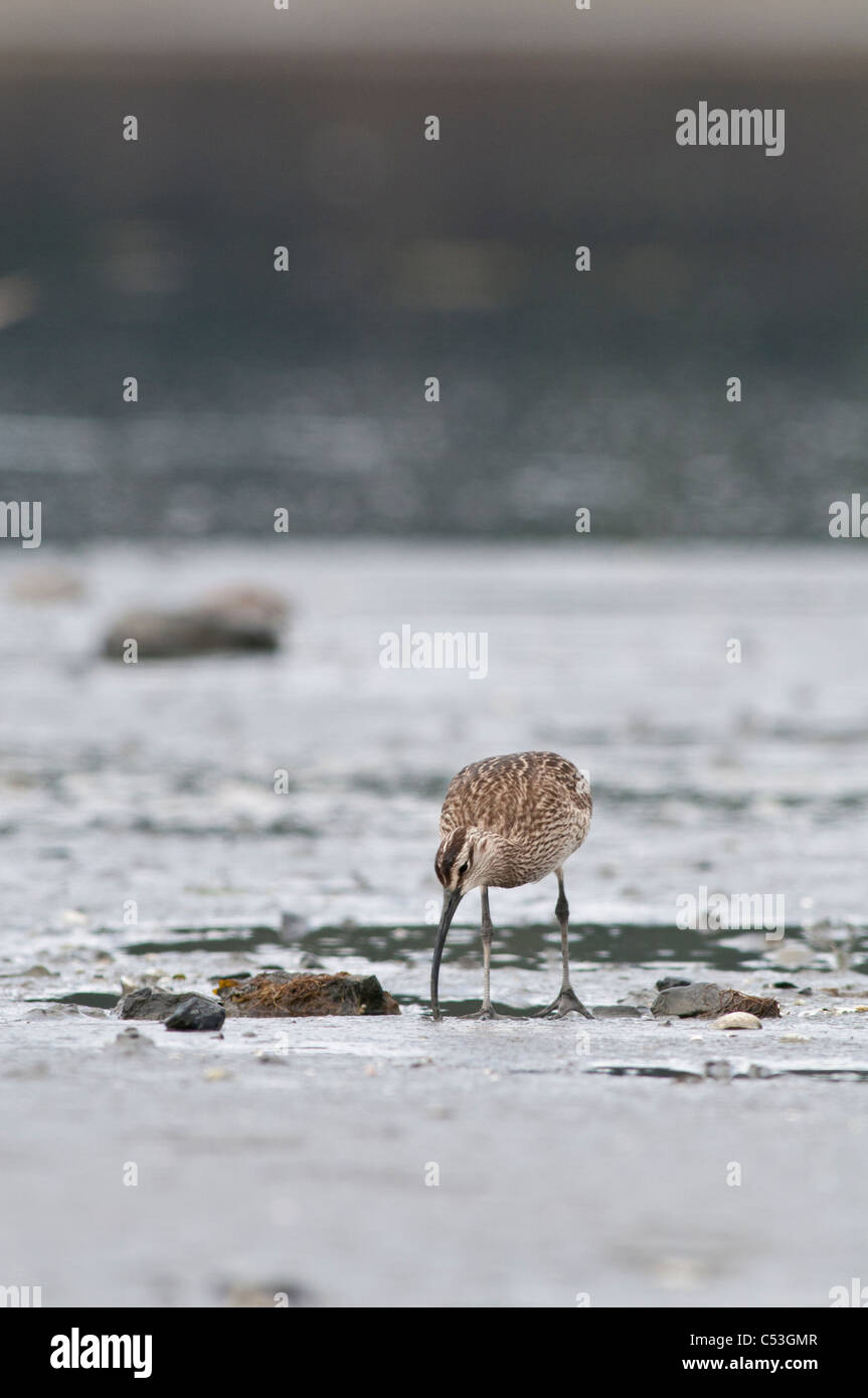 Regenbrachvogel sucht nach Nahrung im Wattenmeer, Hartney Bay, Cordova, Prinz-William-Sund, Yunan Alaska, Frühling Stockfoto
