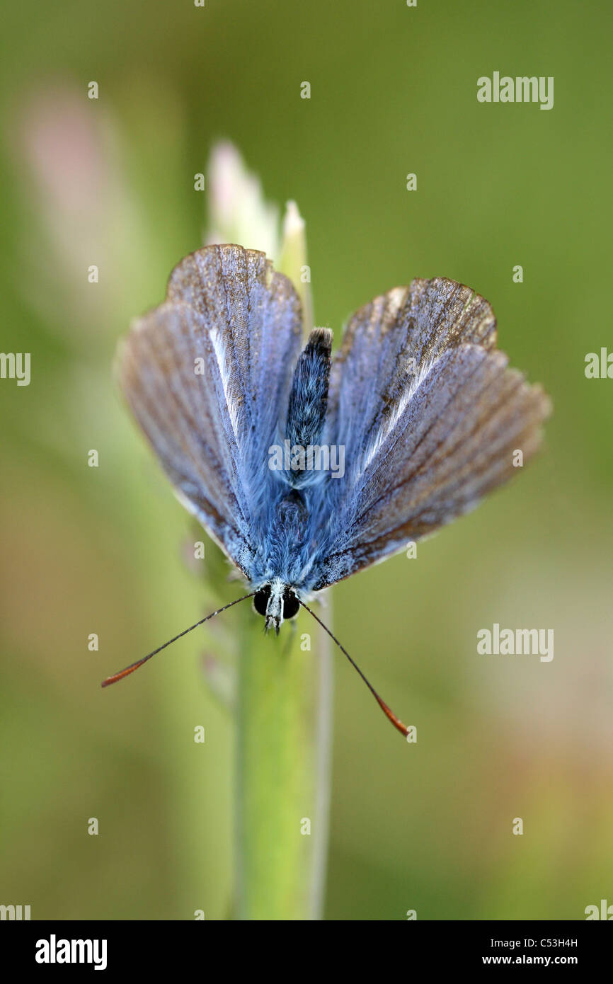 Männliche gemeinsame blaue Schmetterling Polyommatus icarus Stockfoto