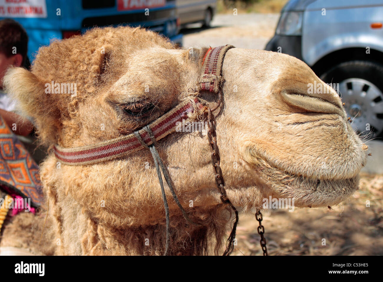 Nahaufnahme von einem Kamel-Kopf Stockfoto