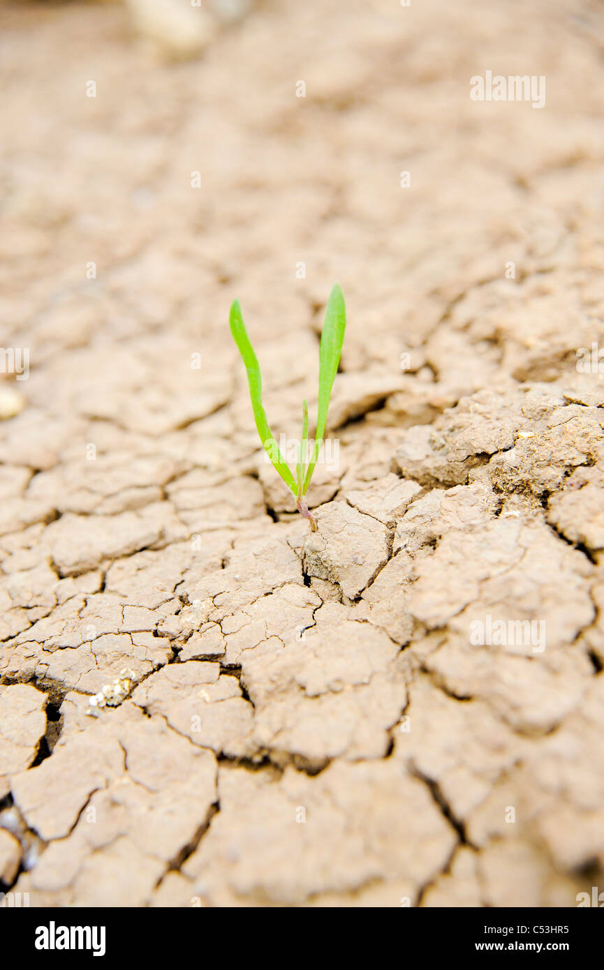 Überleben - jungen Trieb aus dem trockenen ausgetrockneten Boden wächst Stockfoto