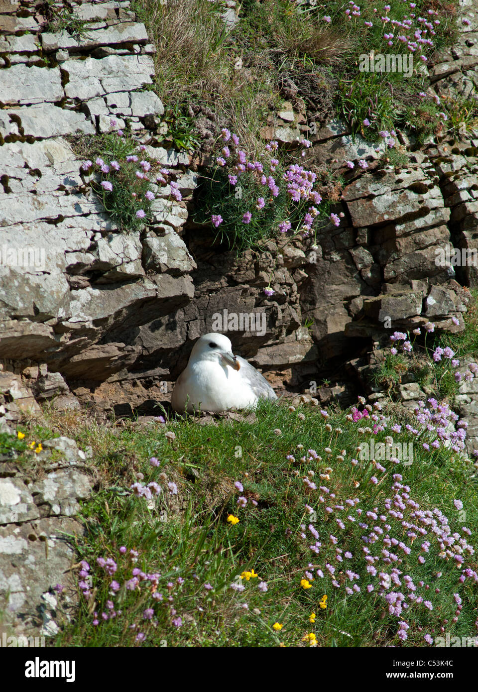 Fulmar Fulmarus Cyclopoida einziges Ei ausbrüten, während Sommer nisten auf den Shetland-Inseln. SCO 7461 Stockfoto