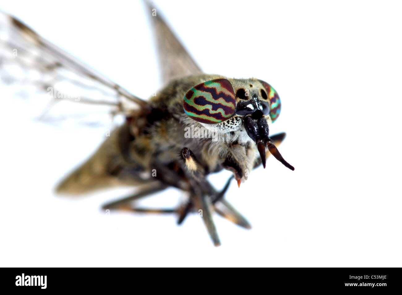Makro Nahaufnahme von einer Cleg-Fly Haematopota Pluvialis zeigt bunte Augen Stockfoto