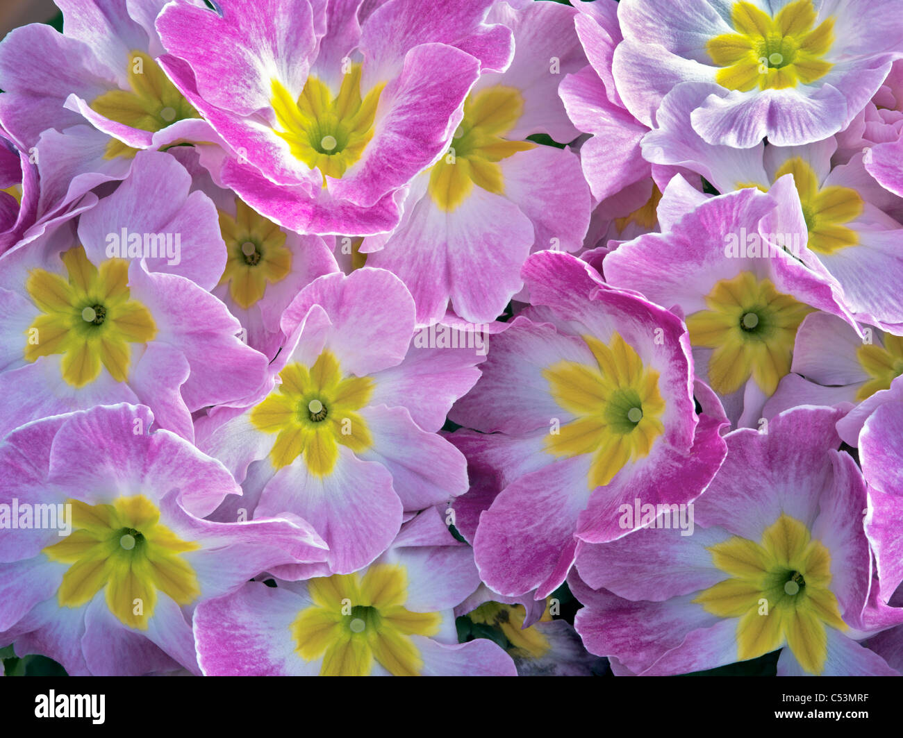 Nahaufnahme von lila und gelb Primrose. Stockfoto