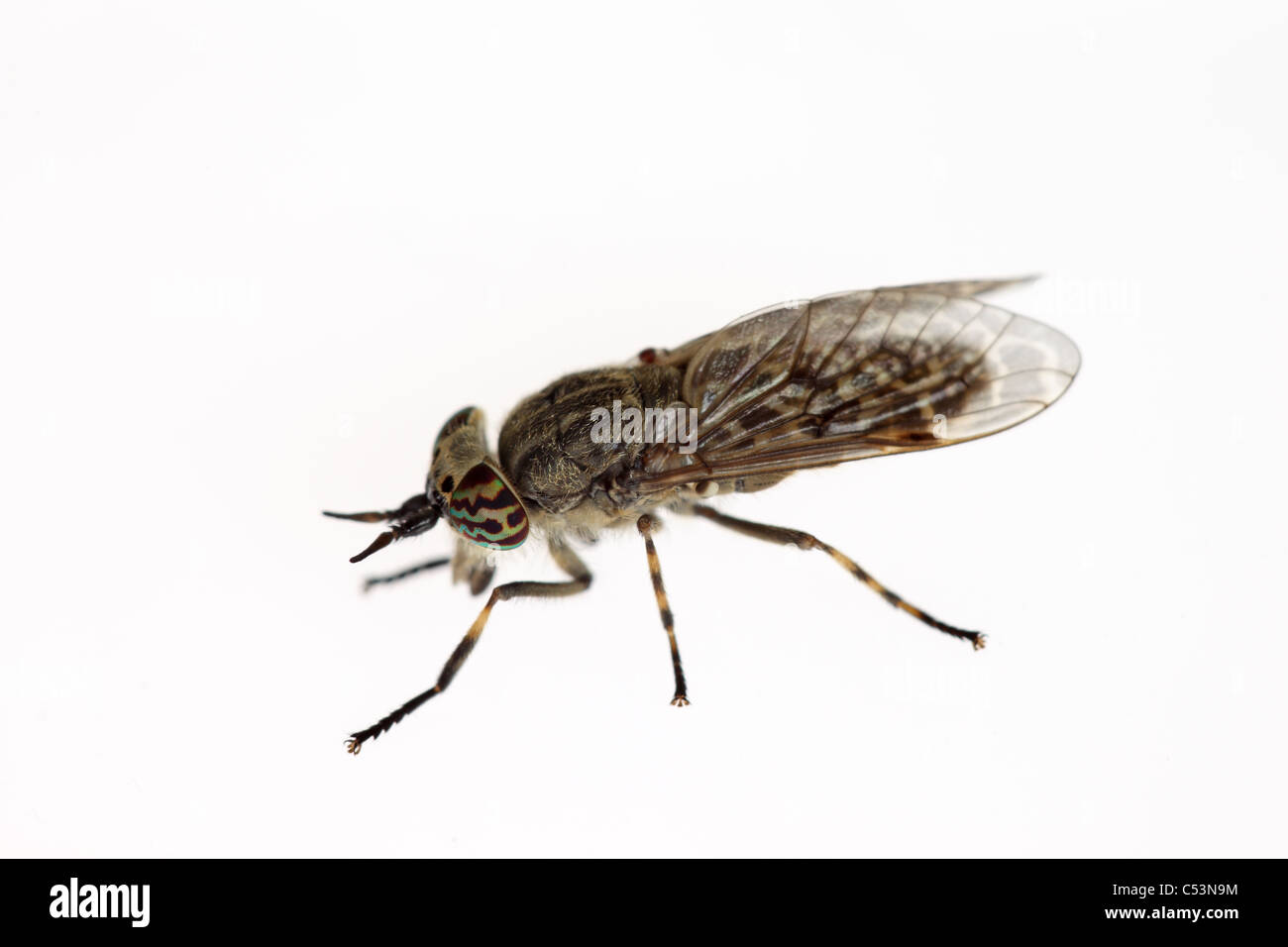 Makro Nahaufnahme von einem Cleg-Fly Haematopota pluvialis Stockfoto