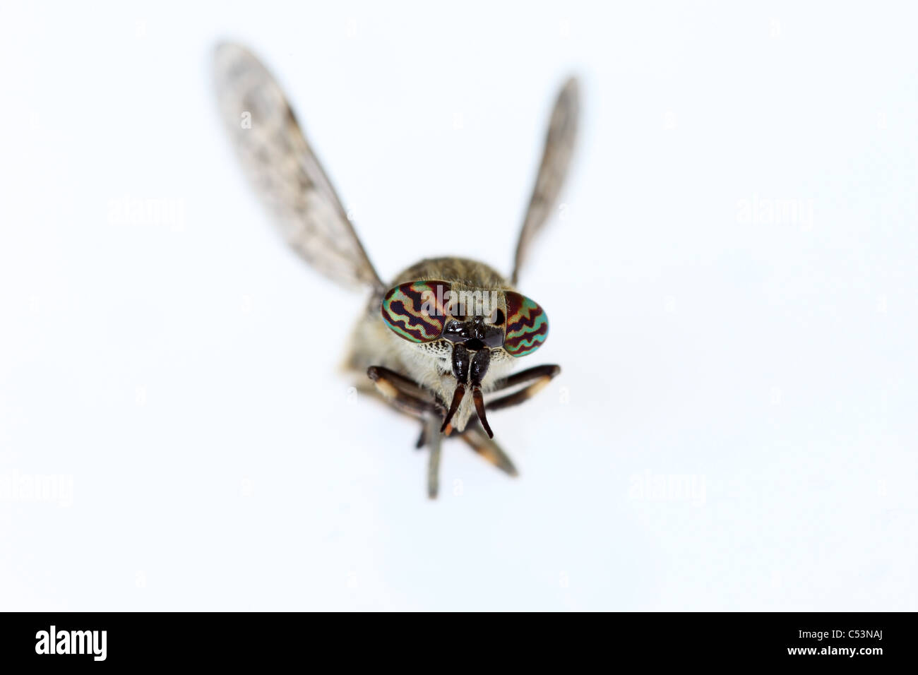 Makro Nahaufnahme von einer Cleg-Fly Haematopota Pluvialis zeigt bunte Augen Stockfoto