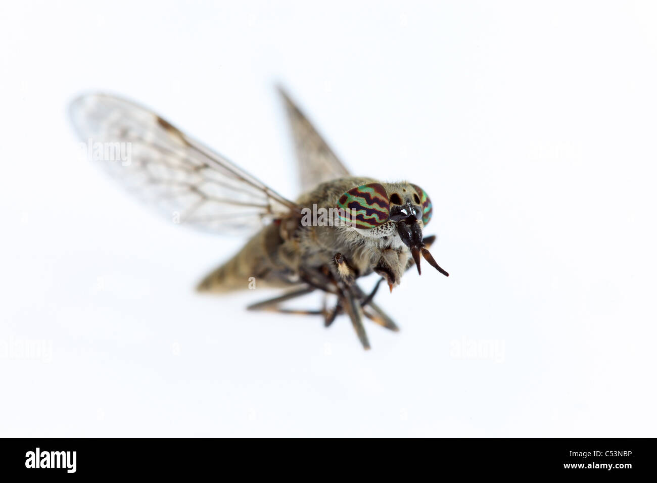 Makro Nahaufnahme von einer Cleg-Fly Haematopota Pluvialis zeigt bunte Augen Stockfoto