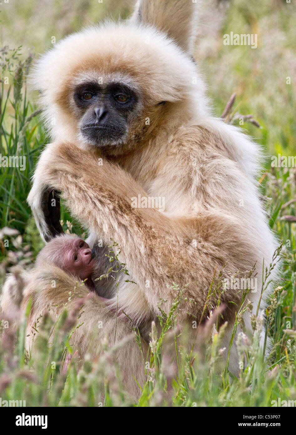 Weiß übergab Gibbon mit Kleinkind Stockfoto