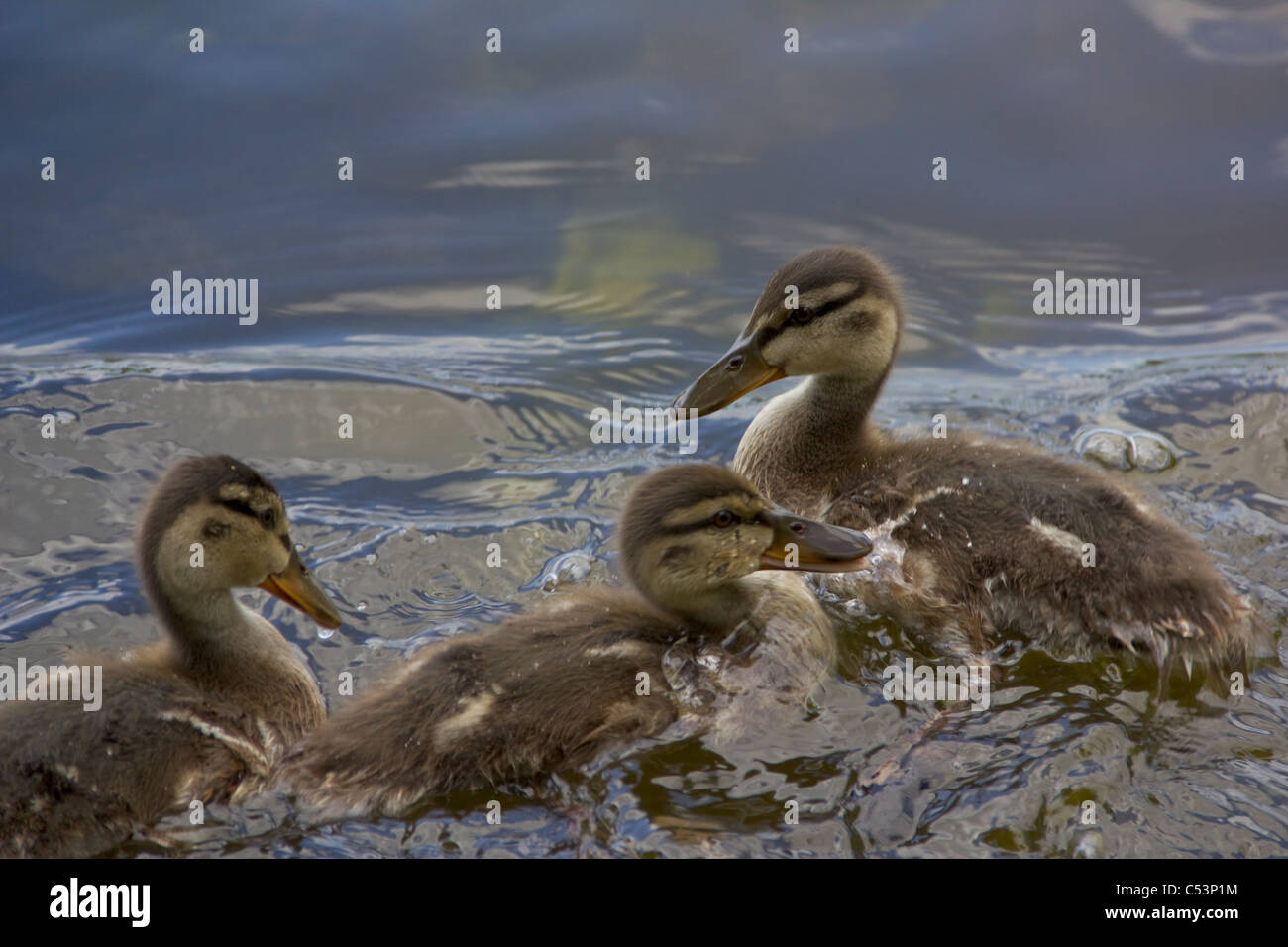 Nahaufnahme von drei kleinen Entenküken im Wasser spielen Stockfoto
