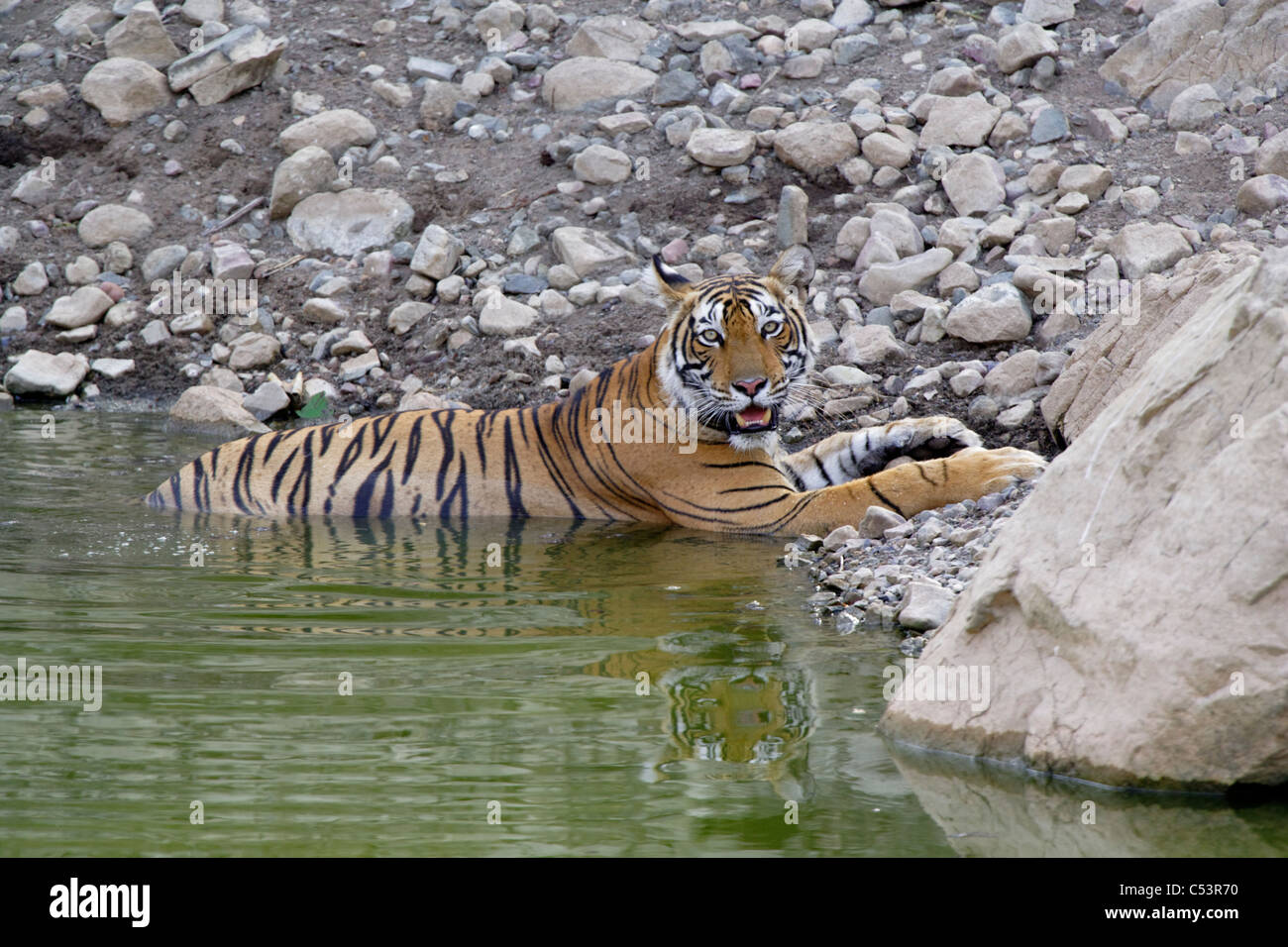 Eine bengalische Tigerin vor einem Stein Hintergrund Kühlung in einem Teich im Sommer in Ranthambhore, Indien. [Panthera Tigris] Stockfoto