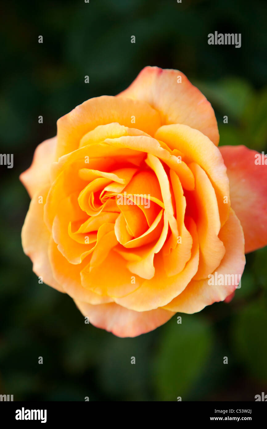 Gelbe Rose in öffentlichen Garten in Weggis Schweiz Stockfoto