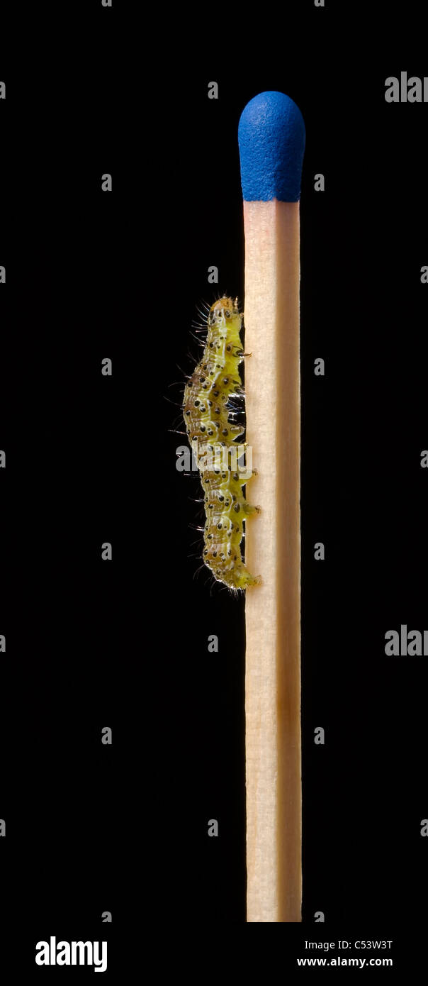 Nicht manipuliert Bild (Digital oder auf andere Weise) eine kleine Raupe (Mamestra Brassicae) kriecht auf einem regelmäßigen Sicherheit Spiel. Stockfoto