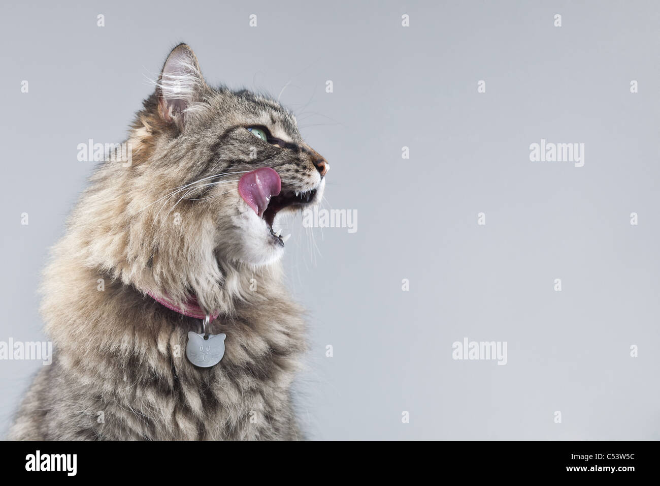 Tabby Katze im Profil vor einem grauen Hintergrund leckt ihre Lippen mit einem rosa Zunge heraus. Stockfoto