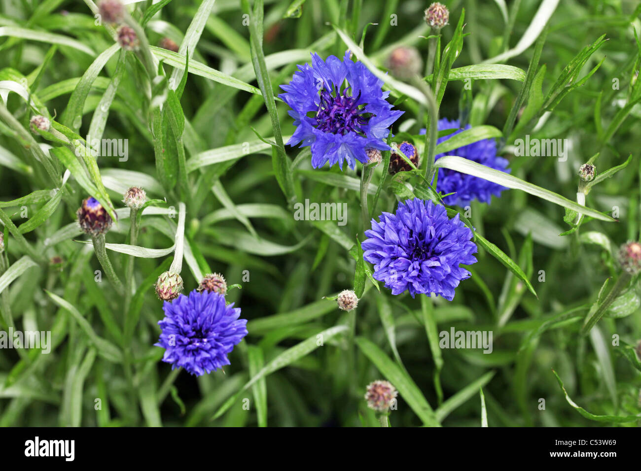Blaue Kornblumen Stockfoto