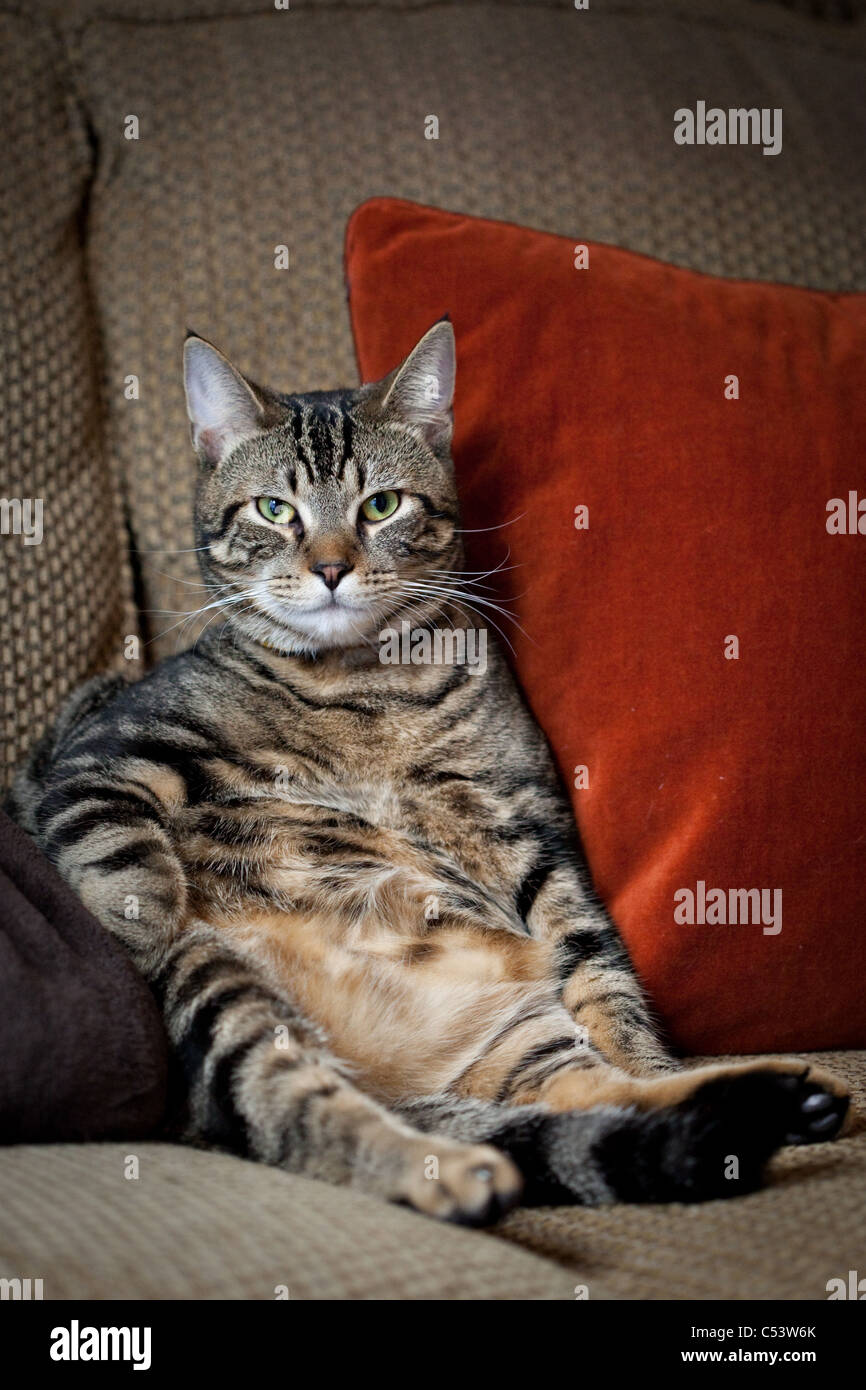 Tabby gestreifte Katze sitzen aufrecht auf einem braunen Sofa mit einem roten Kissen hinter seinem Rücken. Stockfoto