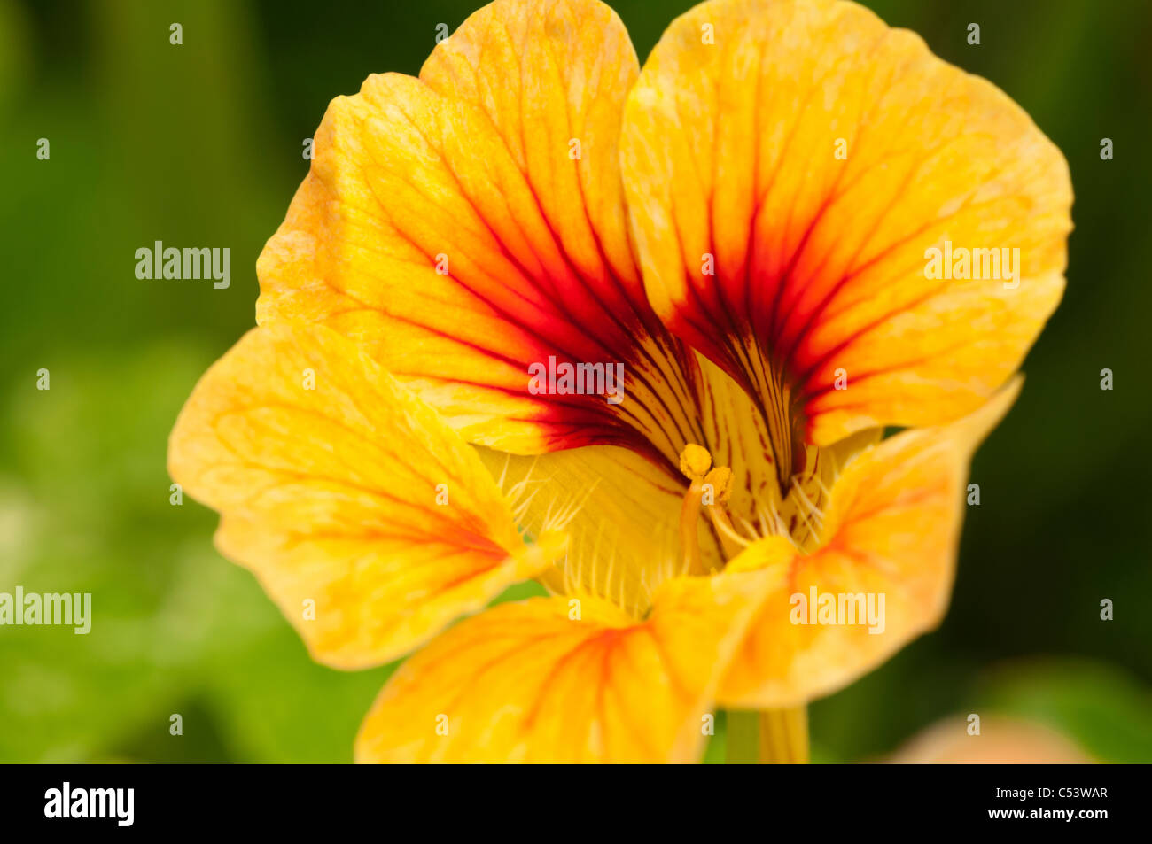 Nahaufnahme von Kapuzinerkresse Tropaeolum Hintergrundbeleuchtung mit natürlichem Sonnenlicht in einem englischen Landhaus-Garten Stockfoto