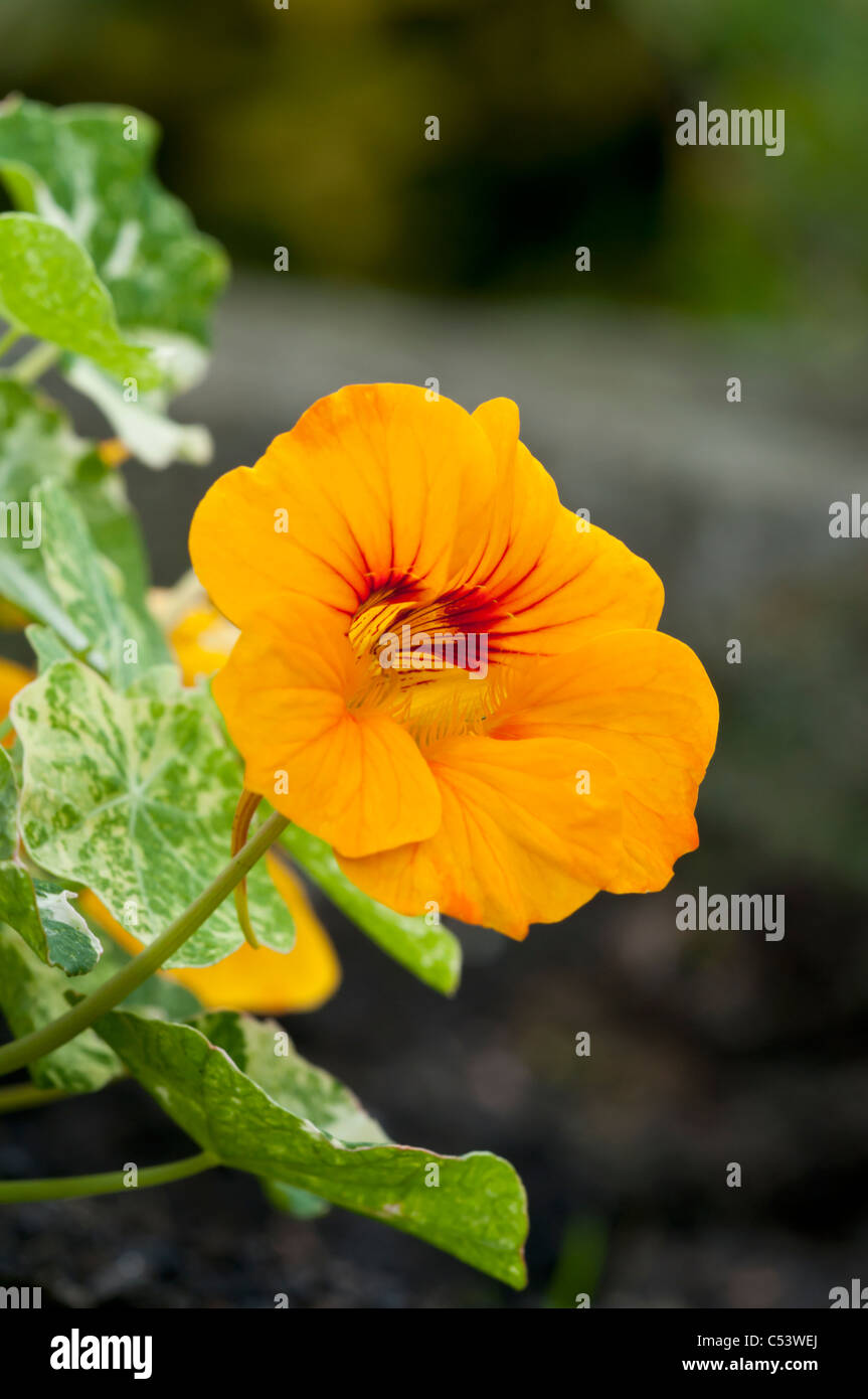 Nahaufnahme von Kapuzinerkresse Tropaeolum Hintergrundbeleuchtung mit natürlichem Sonnenlicht in einem englischen Landhaus-Garten Stockfoto