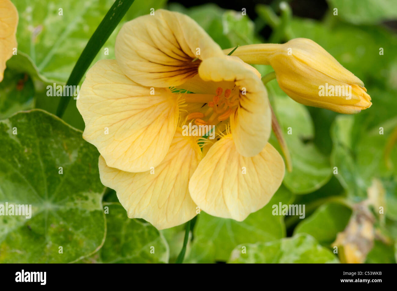 Nahaufnahme von Kapuzinerkresse Tropaeolum Hintergrundbeleuchtung mit natürlichem Sonnenlicht in einem englischen Landhaus-Garten Stockfoto