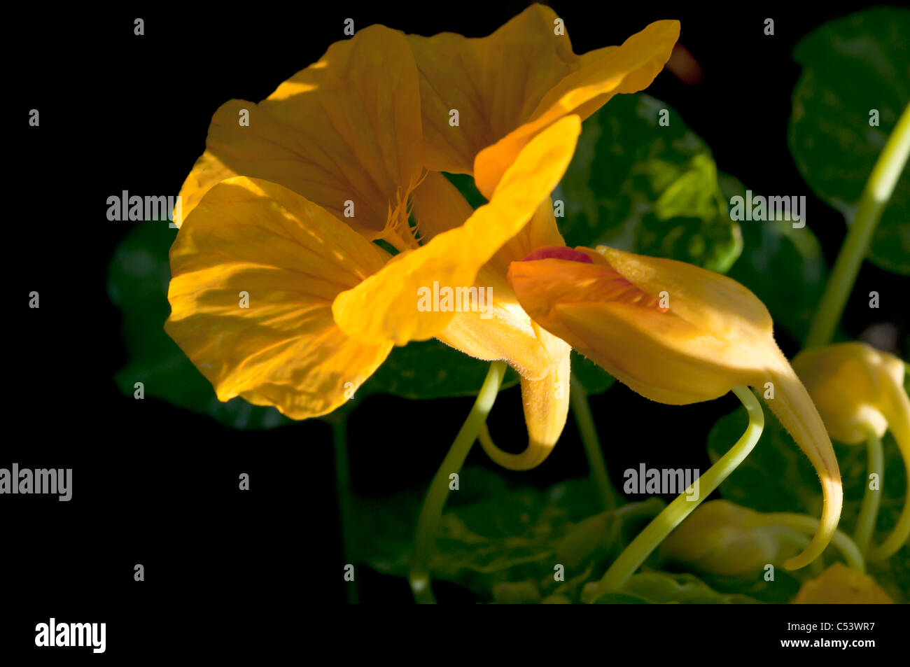 Nahaufnahme von Kapuzinerkresse Tropaeolum Hintergrundbeleuchtung mit natürlichem Sonnenlicht in einem englischen Landhaus-Garten Stockfoto