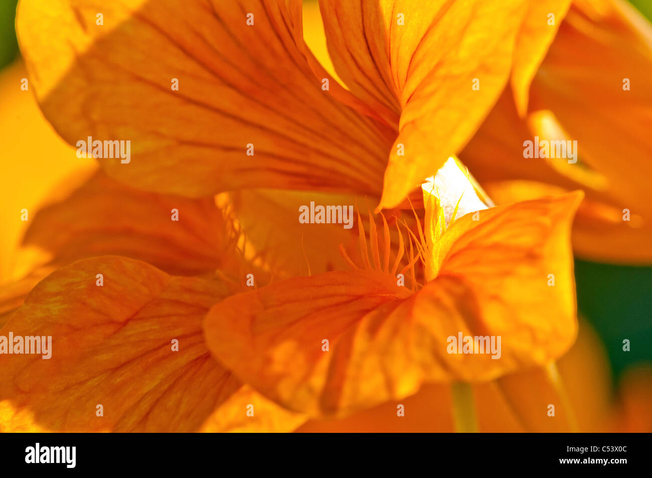 Nahaufnahme von Kapuzinerkresse Tropaeolum Hintergrundbeleuchtung mit natürlichem Sonnenlicht in einem englischen Landhaus-Garten Stockfoto