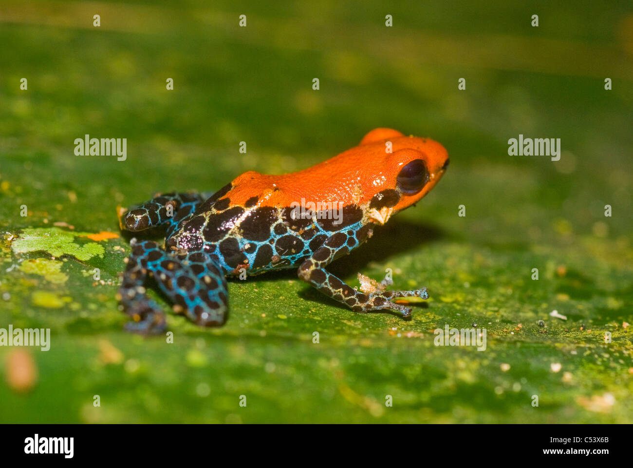Roten poison Frog (Dendrobates Reticulatus) im Amazonas-Regenwald in Peru Loreto Stockfoto