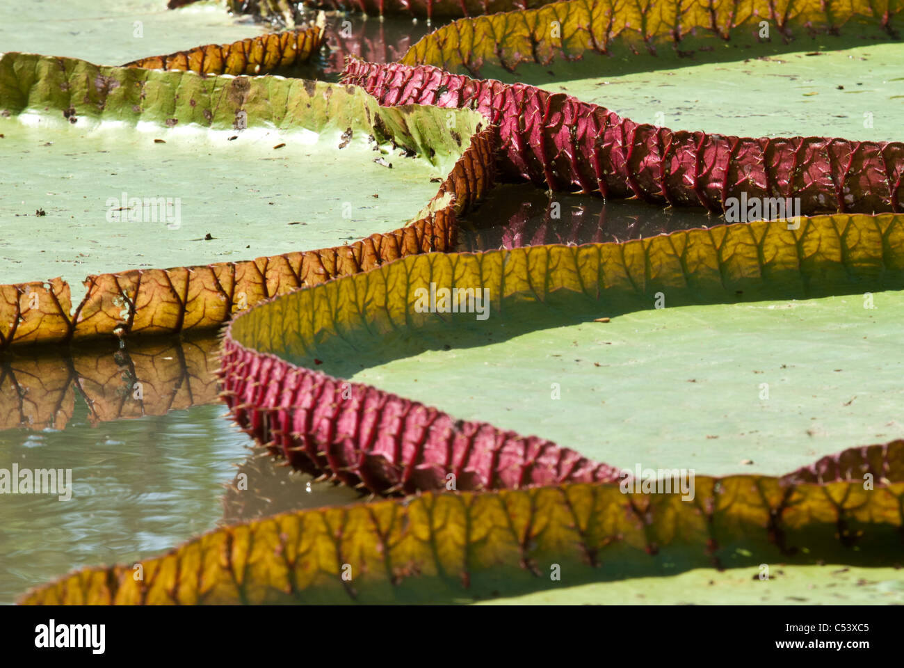 Riesigen Amazonas-Seerose (Victoria Amazonica) in der Nähe des Amazonas in Peru Südamerika Stockfoto