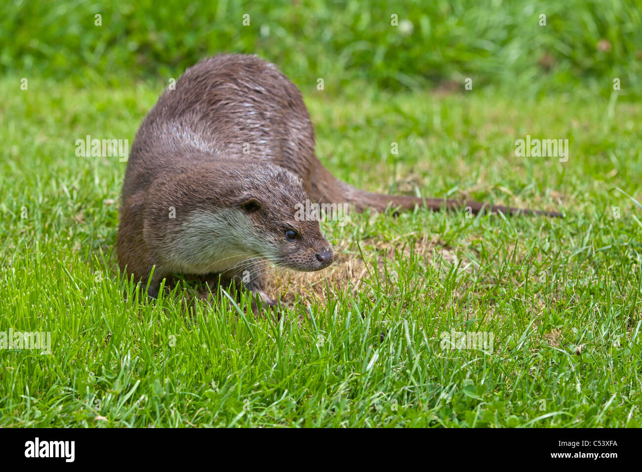 Eurasische Fischotter auf einem Rasen-bank Stockfoto