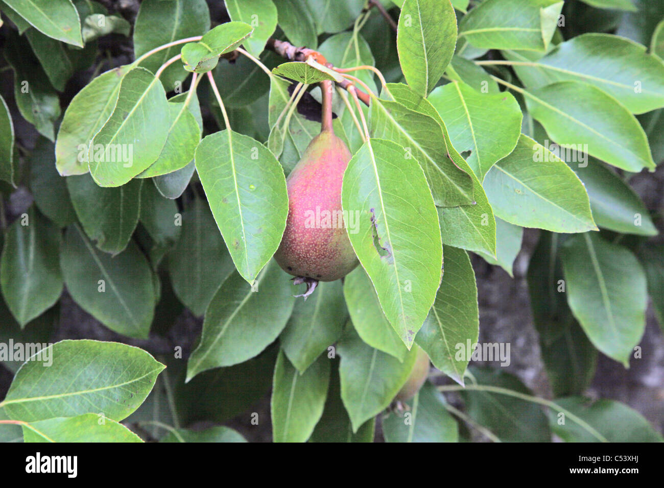 Birnen wachsen am Baum Stockfoto